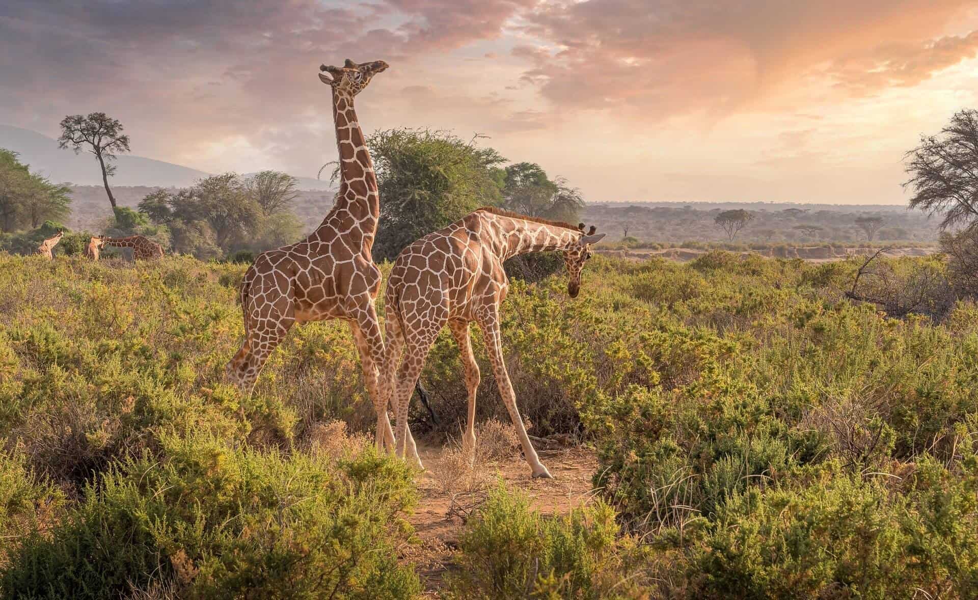 giraffes_color